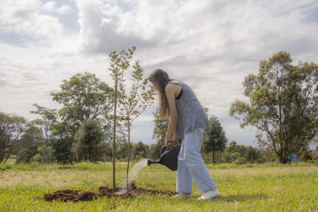 Projeto De Arborização Do Campus Uvaranas Planta árvores No Estacionamento Do Bloco F 6931