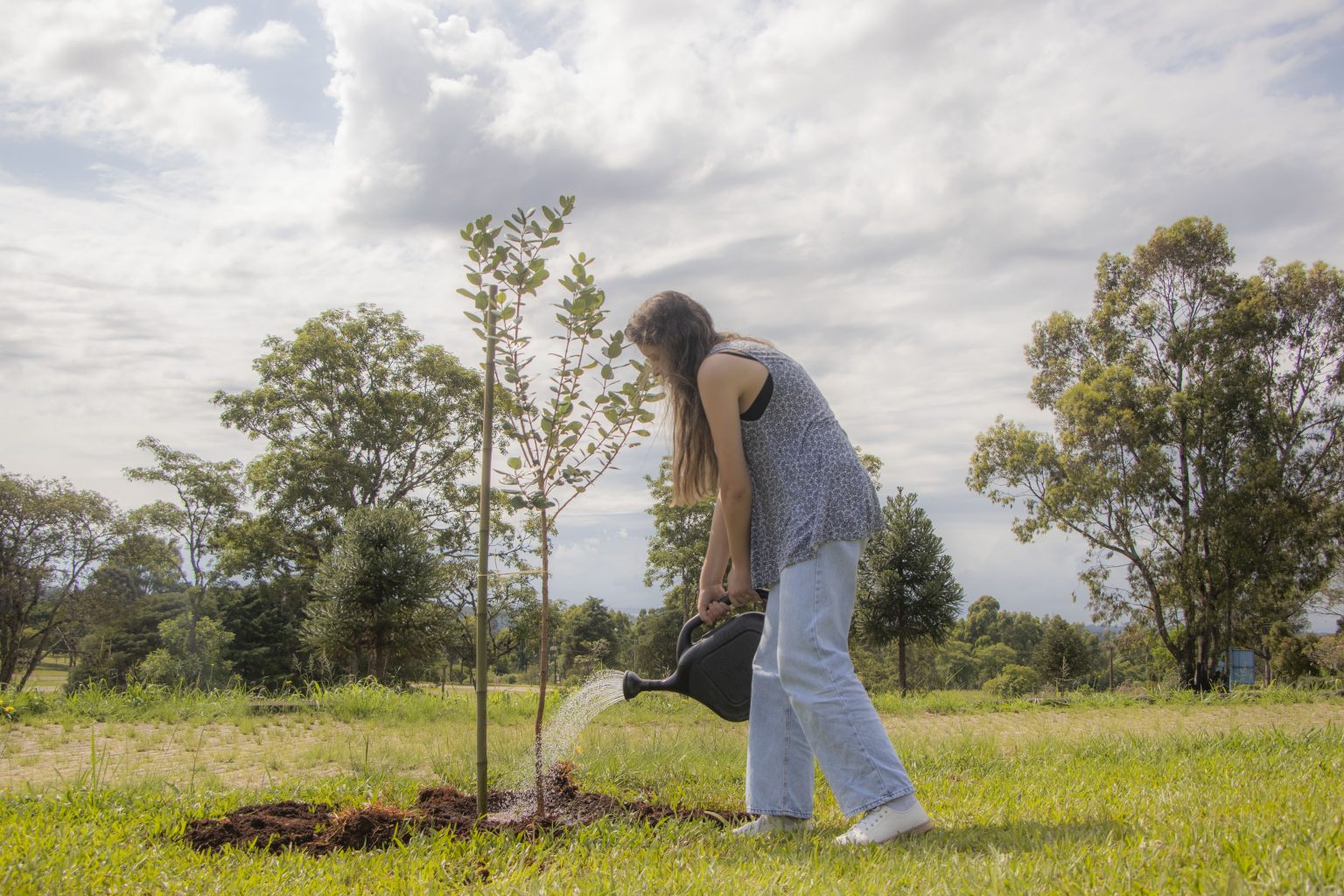 Projeto De Arborização Do Campus Uvaranas Planta árvores No Estacionamento Do Bloco F 2415